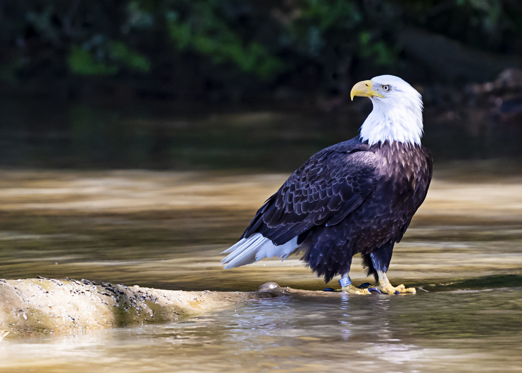 Vistas With Wildlife Category Honorable Mention #2: